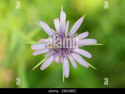 Abeille sur fleur de Calflora Banque D'Images