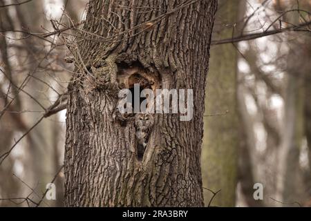 La chouette de Tawny sort du trou. Hiboux dans la forêt de l'hiver. Le prédateur secret dans la peau. Nature européenne. Banque D'Images