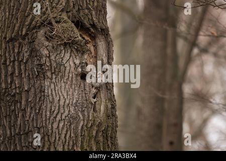 La chouette de Tawny sort du trou. Hiboux dans la forêt de l'hiver. Le prédateur secret dans la peau. Nature européenne. Banque D'Images