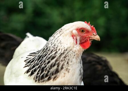 Portrait d'un poulet de gamme libre avec un plumage noir et blanc. Banque D'Images