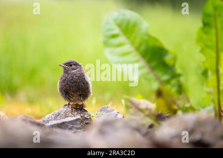 Un jeune redstart noir (Phoenicurus ochruros gibraltariensis), assis sur le sol et attendant la nourriture à venir. Banque D'Images