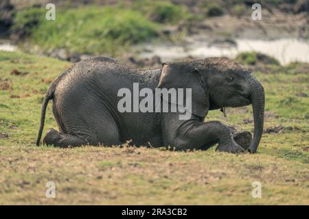 Bébé éléphant de brousse africain s'agenouille sur la rive Banque D'Images