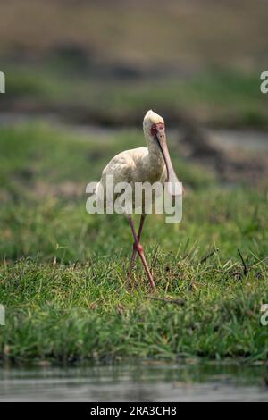 Le spoonbill africain traverse l'herbe sur la rive Banque D'Images