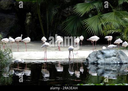 photographie animalière en gros plan Banque D'Images