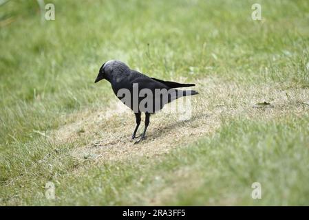 WESTERN Jackdaw (Corvus monedula) debout sur l'herbe courte dans le profil gauche, tête en regardant vers le sol, pris sur l'île de Man, Royaume-Uni en été Banque D'Images