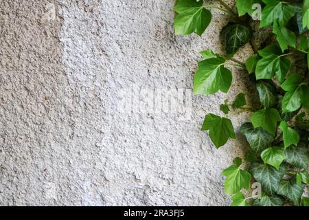 Feuilles vertes sur un fond en béton. Panneau publicitaire, maquette d'affiche pour votre conception. Flat lay, vue de dessus, espace de copie Banque D'Images