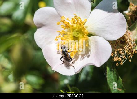 Survole à dents (Tropidia scita) se nourrissant d'une rose-chien (Rosa sp.) Banque D'Images