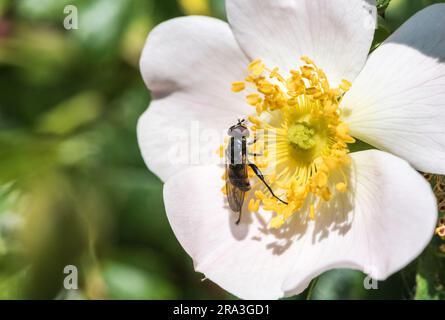 Survole à dents (Tropidia scita) se nourrissant d'une rose-chien (Rosa sp.) Banque D'Images