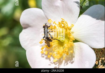 Survole à dents (Tropidia scita) se nourrissant d'une rose-chien (Rosa sp.) Banque D'Images