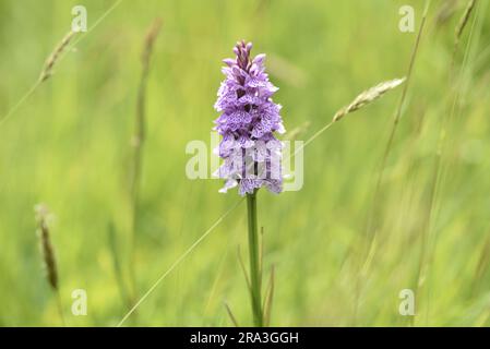 Gros plan d'une orchidée-tachetée à motif unique de Heath rose (Dactylorhiza maculata) contre un arrière-plan de fard à fleurs sauvages, pris sur l'île de Man Banque D'Images