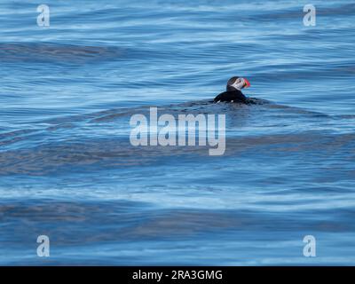 Un oiseau de mer glisse gracieusement sur un océan paisible par une journée ensoleillée Banque D'Images