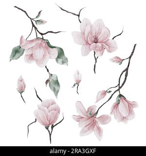 Placez le magnolia rose sur une branche avec des feuilles et des bourgeons isolés sur un fond blanc, illustration aquarelle Banque D'Images