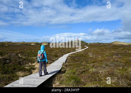 Marche sur un Bohlenweg, Norden, Amrum, Allemagne Banque D'Images