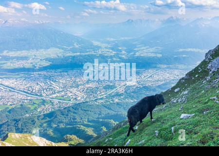 Innsbruck : vue de la chaîne de montagnes Nordkette (Inntalkette) à Innsbruck, moutons dans la région d'Innsbruck, Tyrol, Tyrol, Autriche Banque D'Images