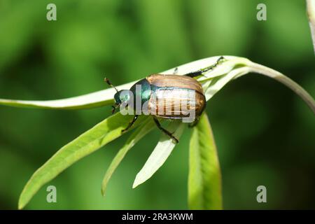 Frottement des dunes (anomala dubia). Famille des scarabs, scarabée (Scarabaeidae). Dans un arbuste dans un jardin hollandais. Juin, été Banque D'Images