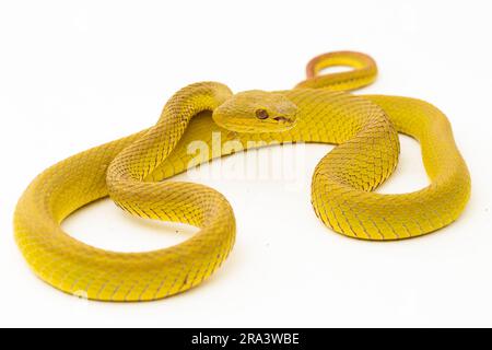 Serpent Pitviper jaune de l'île Sunda Trimeresurus insularis humide isolé sur fond blanc Banque D'Images