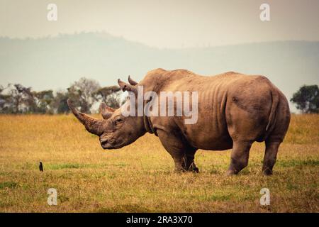 Rhinocéros blancs du Nord qui broutage dans la nature à OL Pejeta Conservancy à Nanyuki, Kenya Banque D'Images