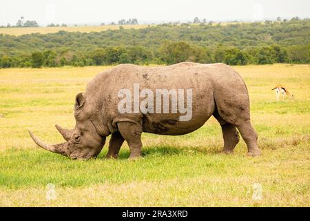 Rhinocéros blancs du Nord qui broutage dans la nature à OL Pejeta Conservancy à Nanyuki, Kenya Banque D'Images