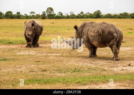 Rhinocéros blancs du Nord qui broutage dans la nature à OL Pejeta Conservancy à Nanyuki, Kenya Banque D'Images