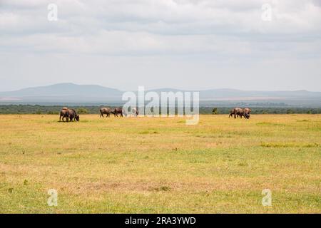 Un troupeau de buffles qui broutage dans la nature à OL Pejeta Conservancy à Nanyuki, Kenya Banque D'Images