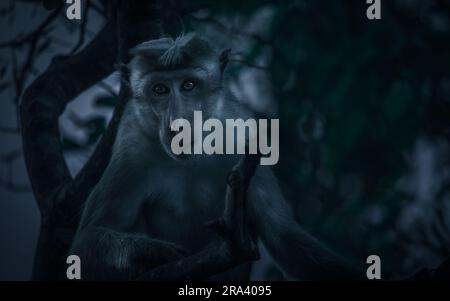 Un singe macaque est perché sur une branche d'arbre, face à l'avant avec ses yeux bleu vif ouverts grand Banque D'Images
