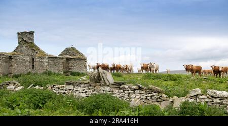 Ruines d'un ancien cottage de crofters sur les îles Orcades, Écosse, Royaume-Uni. Banque D'Images