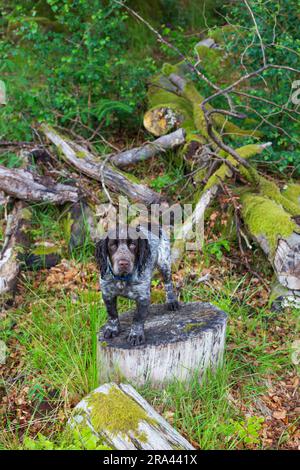 Un chiot dans la forêt en Écosse Banque D'Images