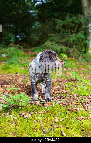 Un chiot dans la forêt en Écosse Banque D'Images