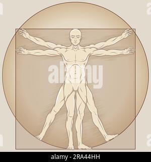 Dessin vectoriel de style caricature homme de Vitruvian, Etude des proportions idéales du corps humain, canon de proportions humaines Illustration de Vecteur