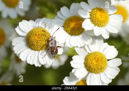 Bug Stiptopleurus abutilon. Tribu Rhopalini. Sous-famille Rhopalinae. Famille des mugs végétaux sans centre (Rhopalidae). Fuwer de l'éversome Tanacetum parthenium Banque D'Images