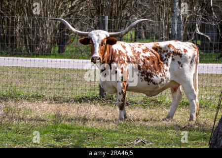 Un grand, brun et blanc Texas Longhorn se dresse dans un champ verdoyant et verdoyant Banque D'Images
