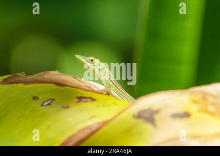 L'anole verte d'Hispaniolan sort d'une cachette feuillue, l'œil étant dirigé directement vers la caméra. Mise au point sélective. Banque D'Images