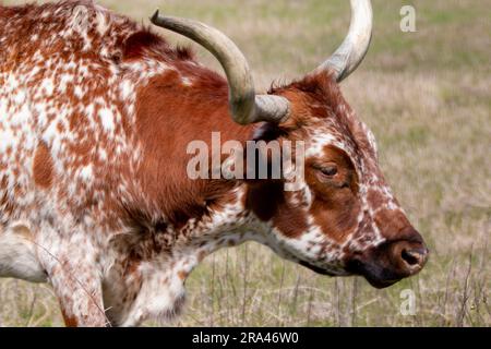 Un grand, brun et blanc Texas Longhorn se dresse dans un champ verdoyant et verdoyant Banque D'Images