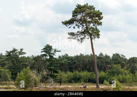 Paysage naturel du parc national le Haterse et Overasseltse Vennen à Overasselt, province Gelderland, Hollande pendant une journée nuageux et ensoleillée Banque D'Images