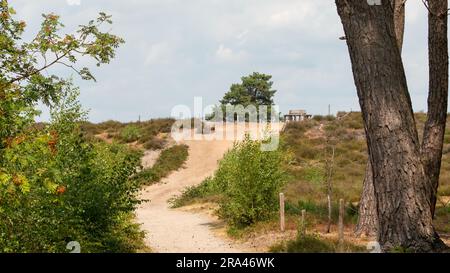 Banc rond sur une colline de dune sur le parc national Haterse et Overasseltse Vennen à Overasselt, province Gelderland, Hollande Banque D'Images