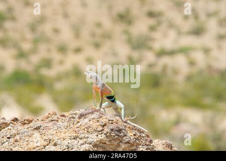 Plus grand lézard sans oreilles se baignant au soleil sur un rocher dans le parc national de Big Bend, Texas Banque D'Images