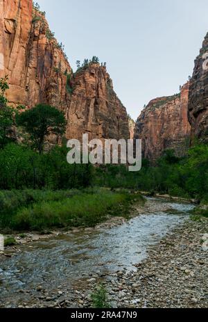 Randonnée dans les Narrows dans la rivière Virgin dans le parc national de Zion Banque D'Images