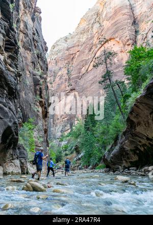 Randonnée dans les Narrows dans la rivière Virgin dans le parc national de Zion Banque D'Images