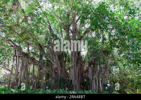 Vieux arbres Banyan poussant à Sarasota, Floride, États-Unis. Banque D'Images