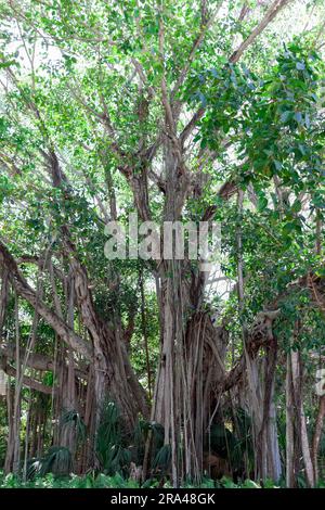 Vieux arbres Banyan poussant à Sarasota, Floride, États-Unis. Banque D'Images