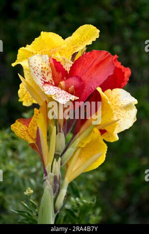 Gros plan de fleurs vivaces de nénuphars jaunes et rouges qui fleurissent au printemps et en été Banque D'Images