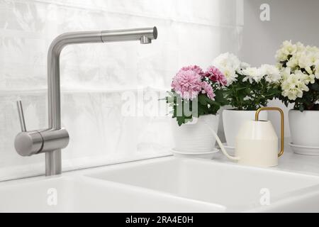 Pots avec beau chrysanthème, fleurs azalées et arrosoir sur comptoir blanc dans la cuisine Banque D'Images