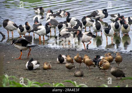 Oiseaux de zones humides, Canards siffleurs à plumé, Dendrocygna eytoni, avec oies de la Magpie, Anseranas semipalmata, Hasties Swamp, Australie. Banque D'Images