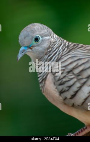 Dove paisible, Geopelia placida, Malanda, Australie. Banque D'Images