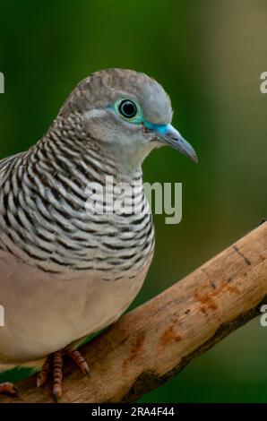 Dove paisible, Geopelia placida, Malanda, Australie. Banque D'Images