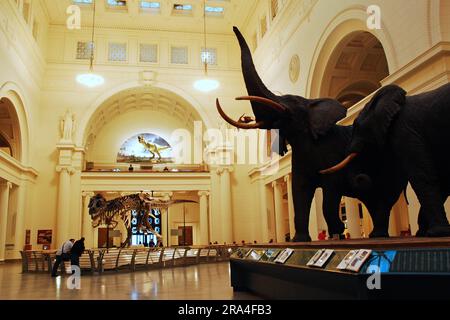 La salle principale du Field Museum of Natural History de Chicago présente des éléphants grandeur nature et un squelette de T Rex Banque D'Images