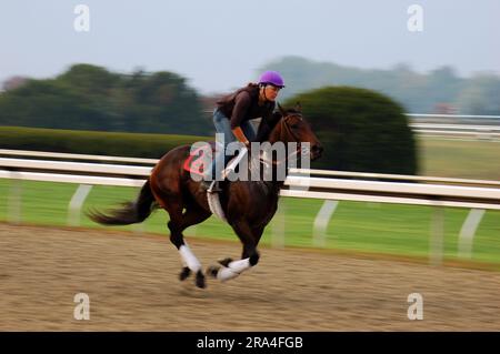 Un jockey conte un cheval de course pur-sang pour les entraînements matinaux pré-course de Keeneland Race Track n Kentucky Banque D'Images