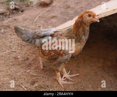 Un poulet jeune Mix-Breed avec différentes plumes de couleur Banque D'Images