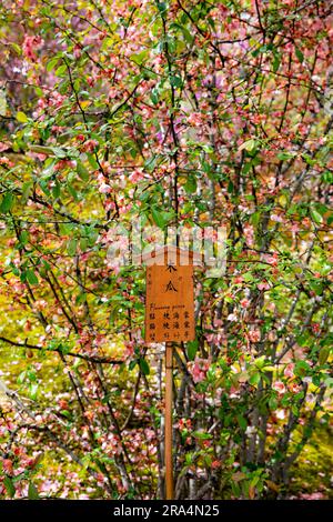 Coing fleuri, printemps 2023, jardins de temple Tenryu-ji, Kyoto, Japon, Asie Banque D'Images