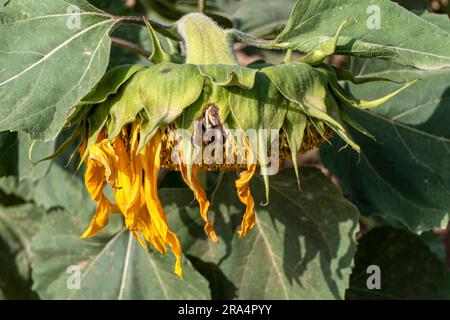 Tête de tournesol à fleurs poussant dans un champ. gros plan. Mise au point sélective. Israël Banque D'Images